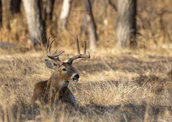 Naklejka na ściany i meble Whitetail deer Buck in Colorado in Autumn