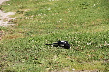 blackbird on the grass