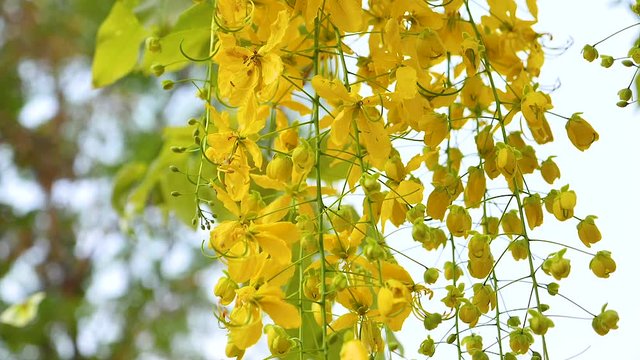 Cassia fistula or Ratchaphruek tree, beautiful yellow, Thai national flower,Moving, Slow Motion.
