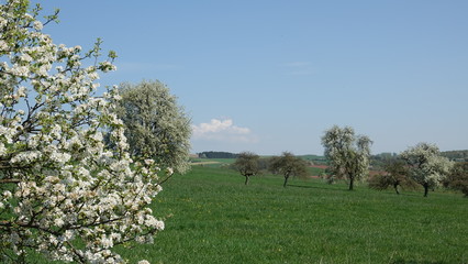 Streuobstwiese