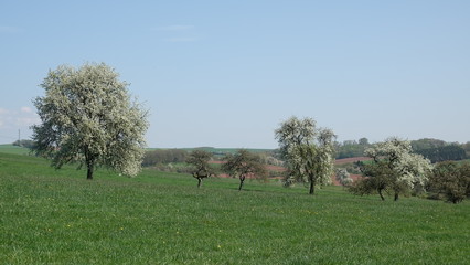 Streuobstwiese
