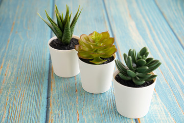 household aromatic and plants succulents in pot.