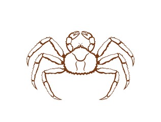 King crab logo. Isolated king crab on white background