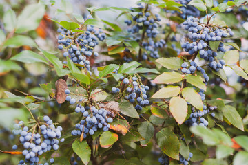 Blue Wild Berry
