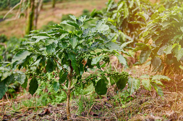 Obraz premium Close up coffee tree