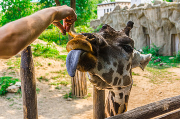 Feeding a Giraffe with Tongue