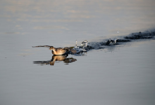 รูปภาพMirandornithes เลือกดูภาพถ่ายสต็อก เวกเตอร์ และวิดีโอ114