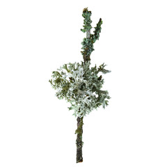 Lichen on wood isolated on white