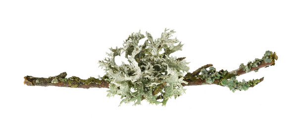 Lichen on wood isolated on white - 339950786