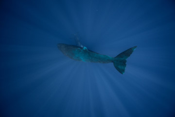 Underwater shot of a sperm whale in the clear water of the ocean. Mauritius