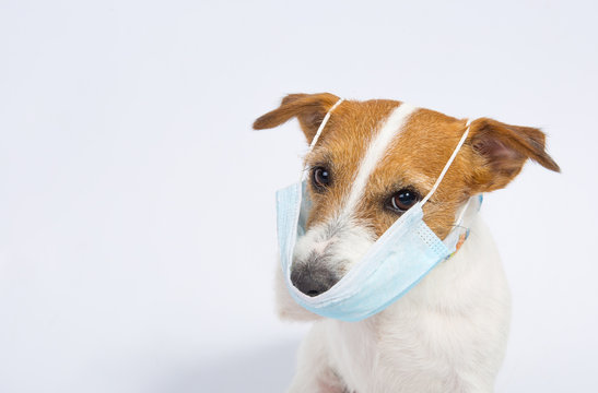 Masked Jack Russell Terrier Face In Quarantine. Isolated On White In A Studio. Coronavirus. Medical Masks Are A Must For Everyone. The Dog Is Pleased With Its Protection.
