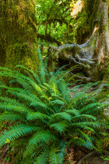 Obraz premium Big Ferns on Hall of Mosses Trail in the Hoh Rain Forest iin Olypmic National Park in Washington State in the United States.