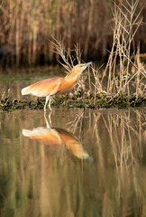 Squacco Heron drinking water at Buhair lake Bahrain