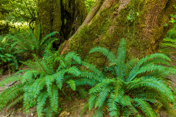 Big Ferns on Hall of Mosses Trail in the Hoh Rain Forest iin Olypmic National Park in Washington State in the United States.