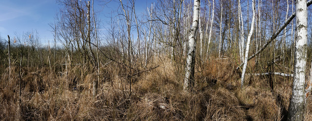 Teich, Moor, tforf,