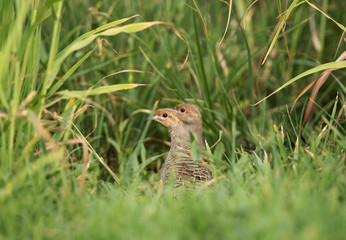 Grey francolins in the grasses