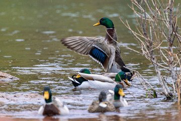 Canards au lac du Salagou
