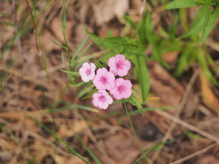 Pink buds of Chinese pink flowers are opening. Floriculture.