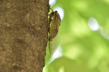 蝉