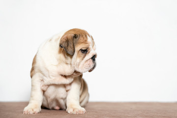 English bulldog, white background, sitting