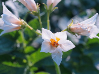 Small white flowers of the potato. In the garden.