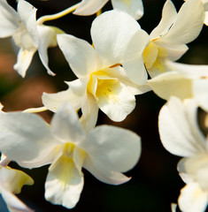 Dendrobium-Formosum
