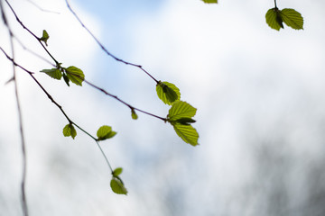green leaves on a branch