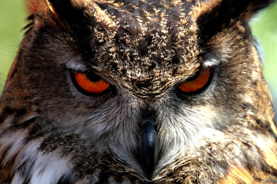 Portrait Of Eagle Owl