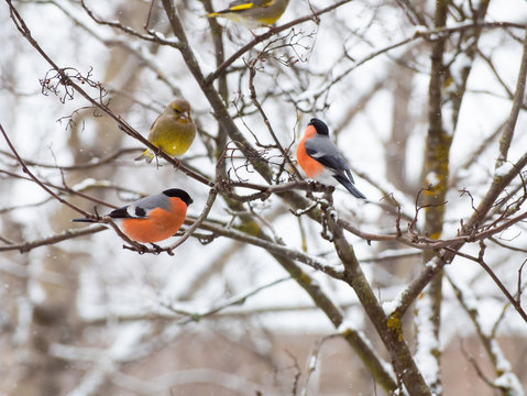 Bullfinches and wood Canary. Birds sit on a branch. Animals in winter. Red and green plumage.