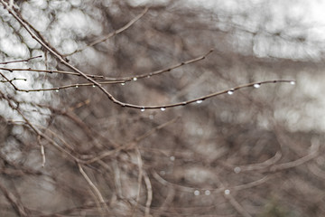 On a blurred background, bare tree branches with water droplets after spring rain. Bokeh