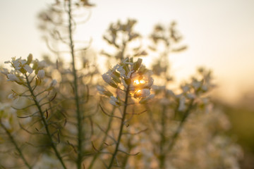 Wild flowers shot with gorgeous sunset light.