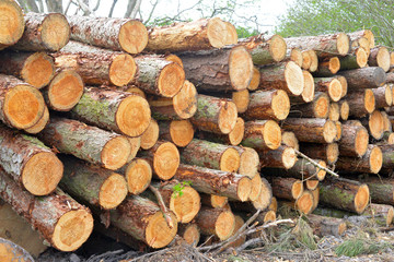 Cut Timber Waiting to be taken away