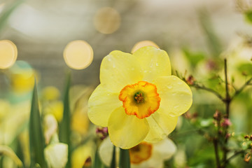 Obraz premium Close-up of a yellow Narcissus flower on a blurred background with bokeh. Spring, full bloom of the gardens.