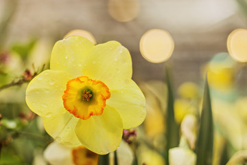 Close-up of a yellow Narcissus flower on a blurred background with bokeh. Spring, full bloom of the gardens.