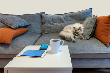 Work at home concept design. Creative home work space - smartphone and tablet, cup of tea and cat on sofa waiting for you to work at home.