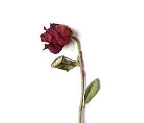 Dead red rose on a white background
