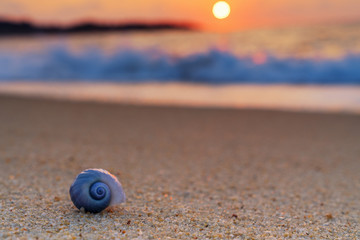 Strand mit Muschel