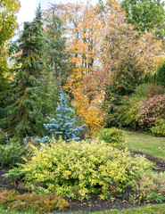 Fototapeta na wymiar decorative garden landscape in autumn with plants and tree leaves of very different colors; autumn splendor