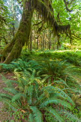 Along the Hall of Mosses Trail in the Hoh Rain Forest iin Olypmic National Park in Washington State in the United States.
