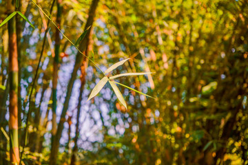 Cu Chi tunnel, historic famous place in Vietnam war, army dig underground dug out to living, now it's heritage destination for Viet Nam travel in Ho Chi Minh city