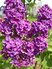 a branch with beautiful large lilac flowers