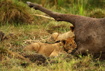 Lion cubs trying to bite the carcass