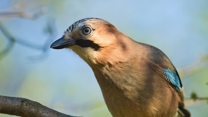 Seitenansicht Nahaufnahme von einem Eichelhäher isoliert vor blauem Hintergrund, Garrulus glandarius