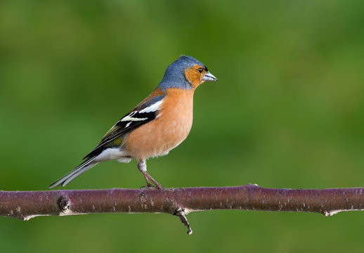 Bird Perching On Branch