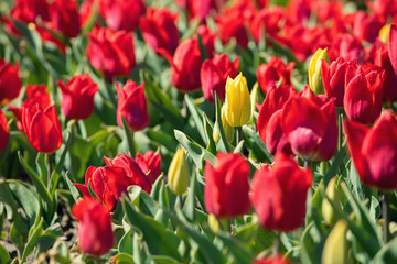 Field of yellow tulips in flower garden