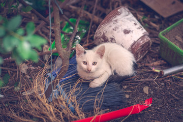 Worried White Cat