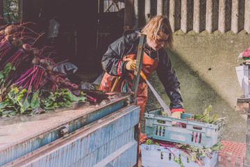 Female Farmer washing beetroot