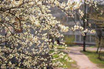 Cherry tree in blossom, spring outdoor background