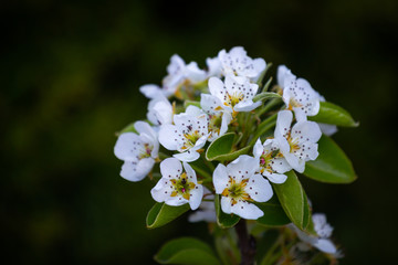 Pear tree flower blossom.