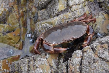 crab on rock